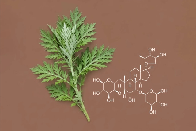 Artemisia-extract & saponinen